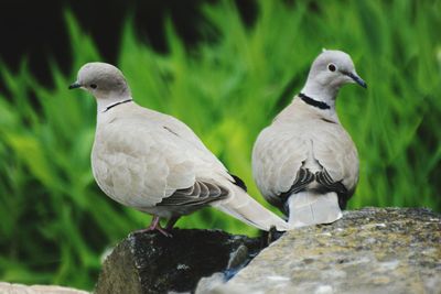 Close-up of birds perching on rock