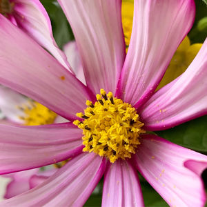 Close-up of pink flower