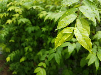 Close-up of wet plant leaves during rainy season