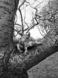 Squirrel on bare tree against sky