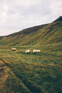 Scenic view of grassy field against cloudy sky