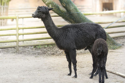 An alpaca mother suckles her child. black curled hair. copy space