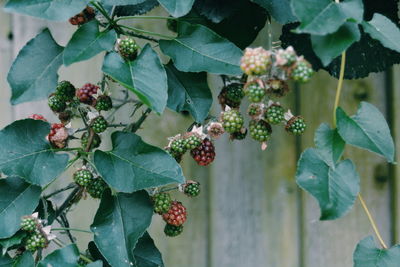 Close-up of berries growing on plant