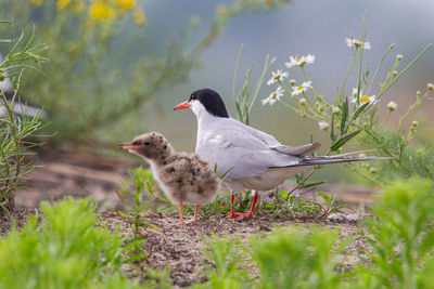 Ducks on a field