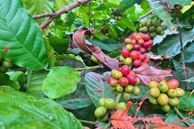 Close-up of fruits growing on tree