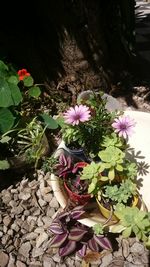 High angle view of purple flowering plants