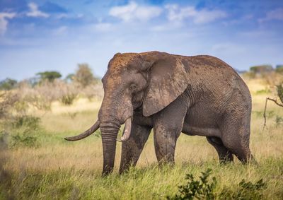 Side view of elephant on field