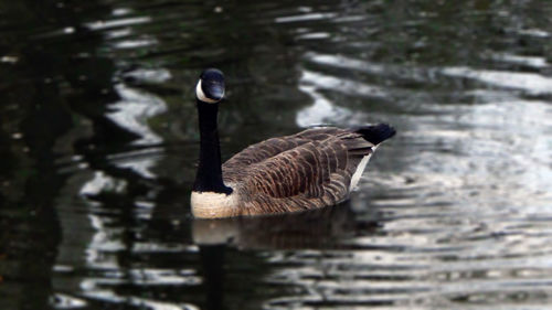 Mallard duck in lake