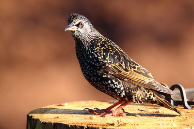 Close-up of bird perching outdoors