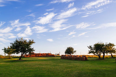 Trees on field against sky