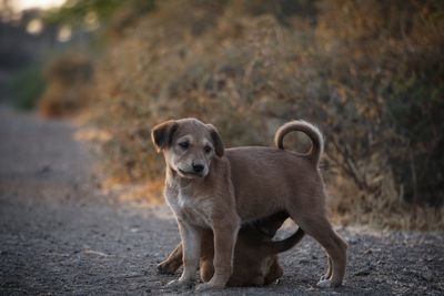 Portrait of puppy standing on land