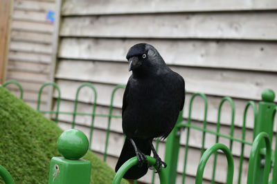 Close-up of bird perching on railing