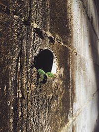 Close-up of broken wall