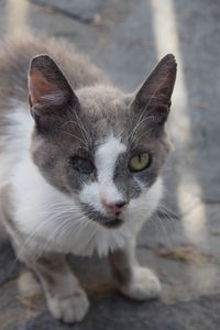 Close-up portrait of a cat