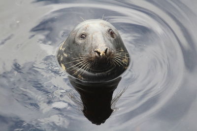 Close-up of seal swimming in sea