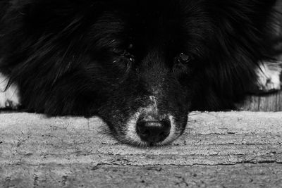 Close-up of dog lying down