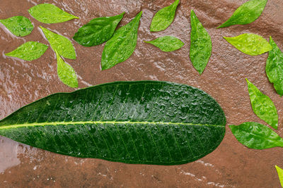 High angle view of fresh green leaves