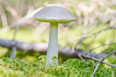 Close-up of mushroom growing on field