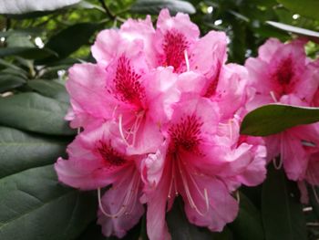 Close-up of pink flowers