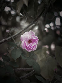 Close-up of pink rose