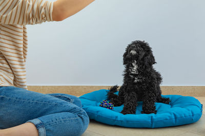 Midsection of woman with dog
