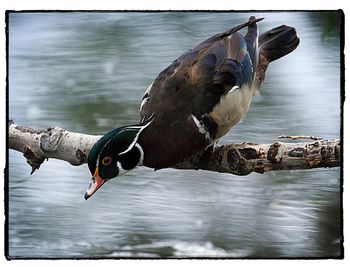 Bird perching on a lake