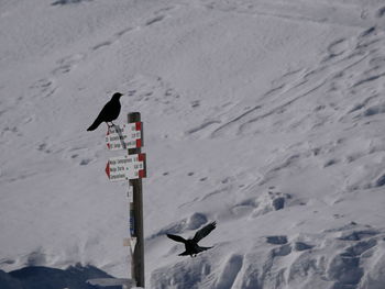 View of a bird on snow covered land