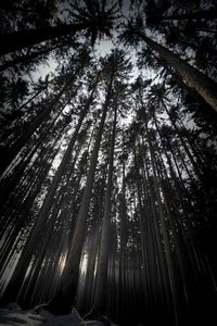 Low angle view of bamboo trees in forest