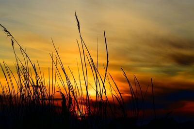 Silhouette plants against sky during sunset 