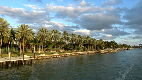 Palm trees by swimming pool against sky