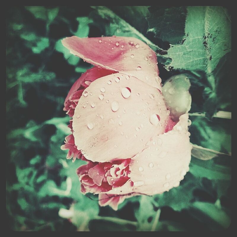 close-up, freshness, transfer print, growth, flower, fragility, focus on foreground, red, rose - flower, drop, wet, petal, plant, beauty in nature, leaf, auto post production filter, water, nature, flower head, day