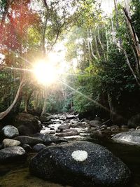 Sun shining through trees in forest