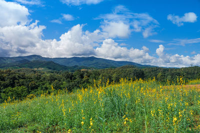 Scenic view of field against sky