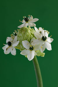 Close-up of white flowers