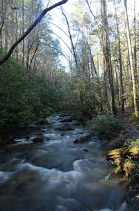 Stream flowing amidst trees in forest