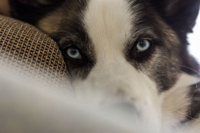 A dog named taco. this is my friend's dog that stayed at my home this summer for a few days.