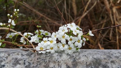 Close-up of white flowers