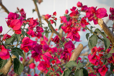 Close-up of flowers on tree