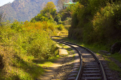 Railroad tracks in forest