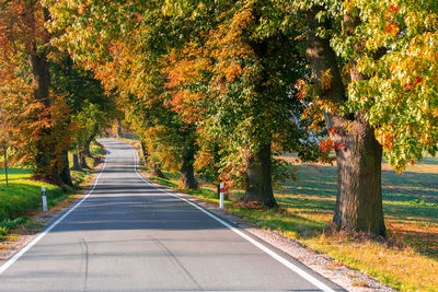 Road amidst trees during autumn