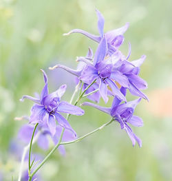 Close-up of purple flowering plant