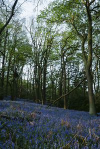 View of flowering trees in forest