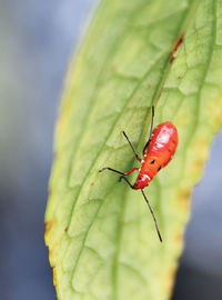 Close-up of insect on leaf