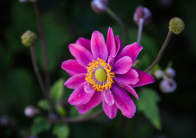 Close-up of pink flower