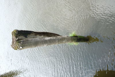 Close-up of turtle in water