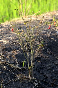 Close-up of plants growing on field