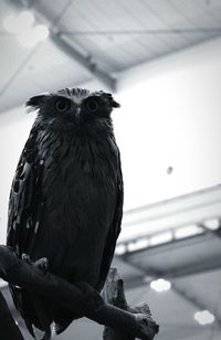 Close-up of owl perching