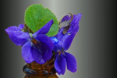 Close-up of purple flowers against blue background