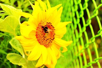 Close-up of bee on yellow flower