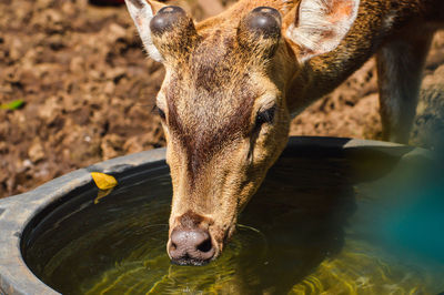 Close-up of deer